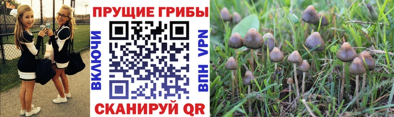 Псилоцибиновые грибы мицелий  Купить закладки  Южноуральск 